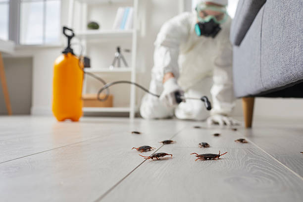 Post-Treatment Bed Bug Interceptor Monitoring in Kingston Estates